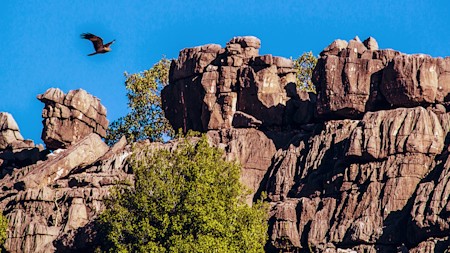 Animal, Bird, Cliff, Nature, Outdoors, Rock, Vulture